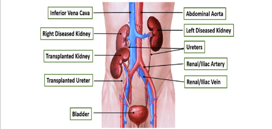 best urologist doctors in ahmedabad