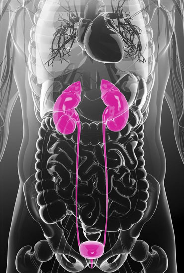 Kidney specialist in Ahmedabad